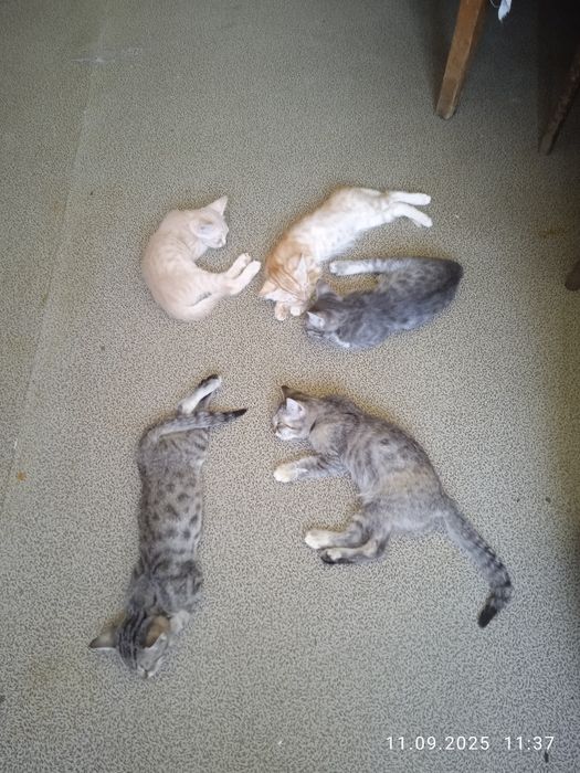 Роздам солнечно рыжых красивых котят!!!