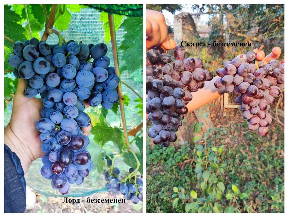 Резници от десертни сортове грозде безсеменни лозе лозарство