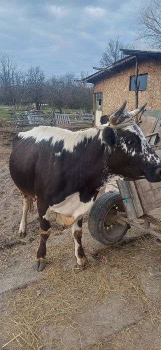 Vand vaca tânara  gestanta cu lapte
