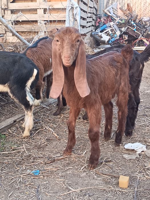 Лақтар сатылады Ұрғашы еркек