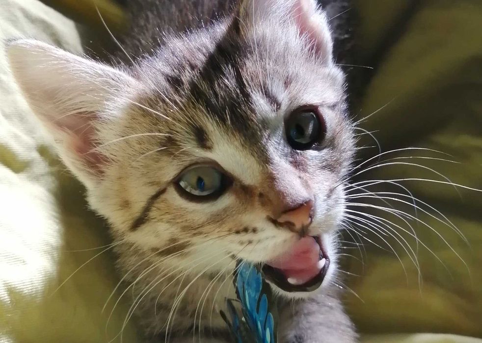 ОБЫЧНЫЙ КОТЕНОК или шпионский кастинг? Девочка и Мальчик 2 мес.