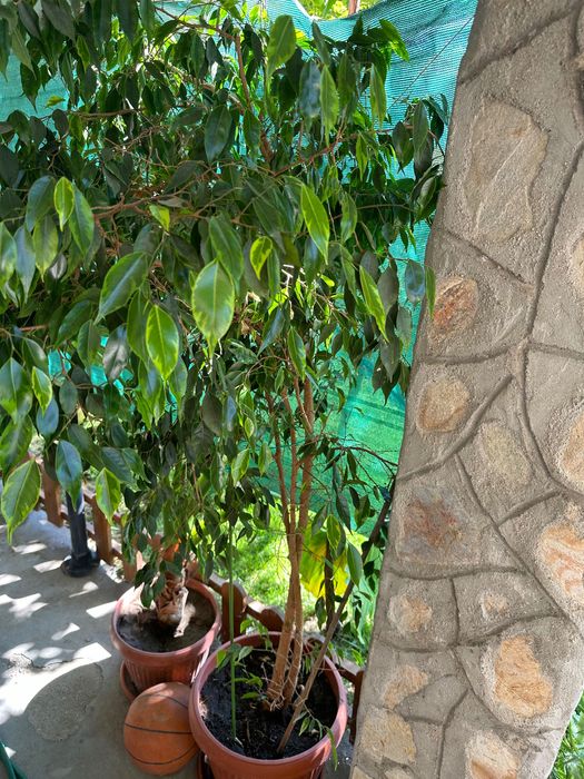 Бенджамини - 2 броя