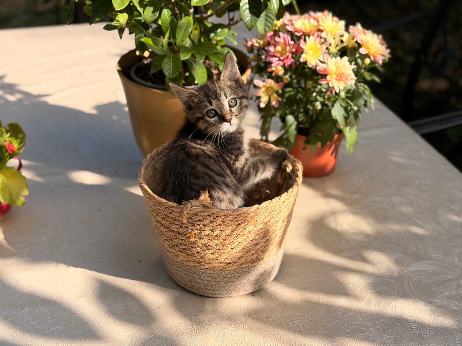 Мейн Куун котета