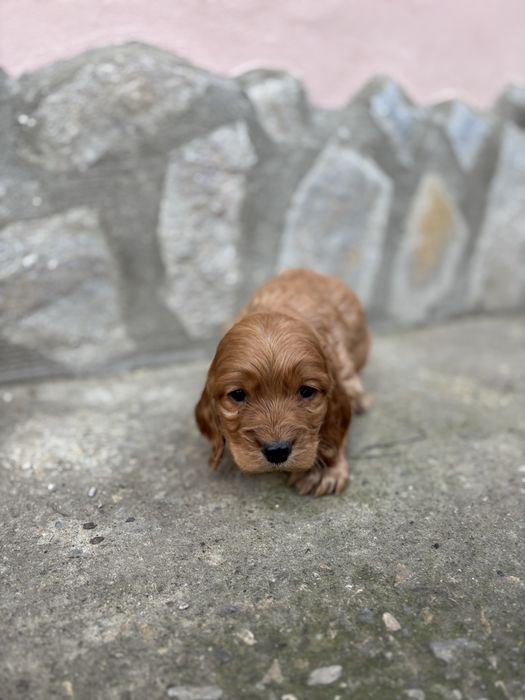 Кокер шпаньол - чистокръвни