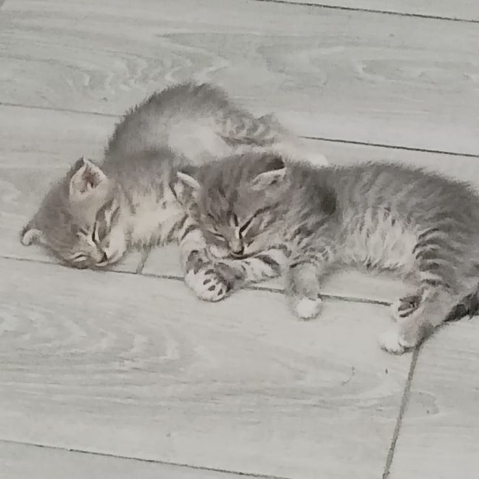 Отдам котят бесплатно