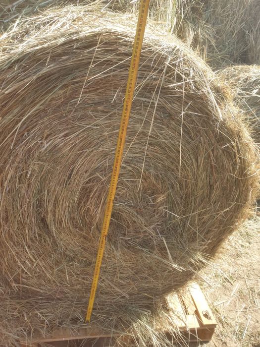 Baloti rotunzi fan 120x120