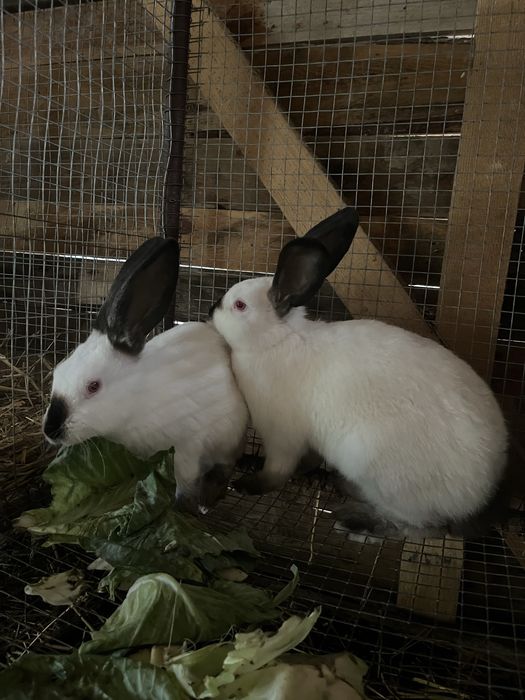 Urias de transilvania x californian