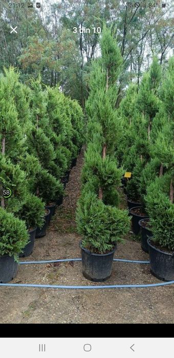 Magnolia  Catalpa Spirale Copaci