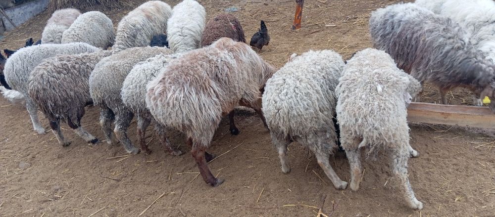 Бараны с ягнятами