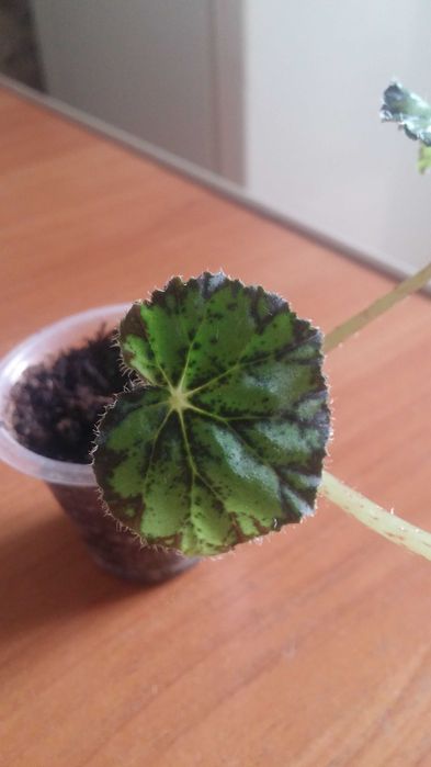 Комнатное растение бегония