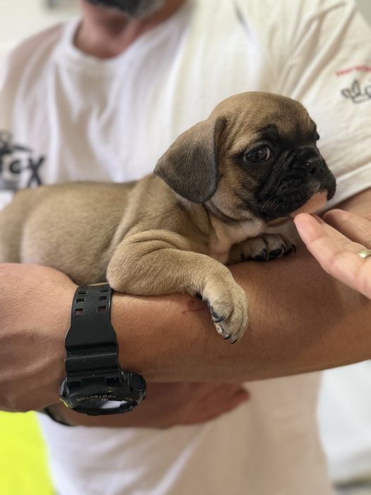 Френски булдог-кученца