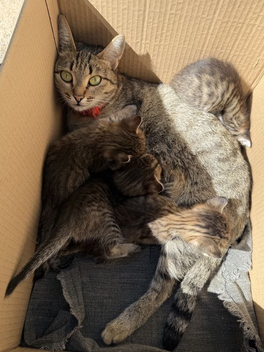 Ищем добрые руки для котят!