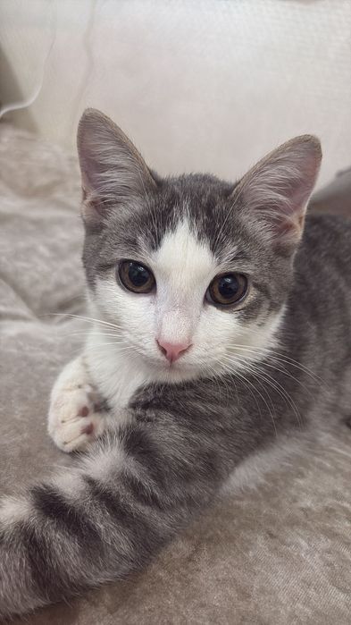 Отдам котенка в добрые руки