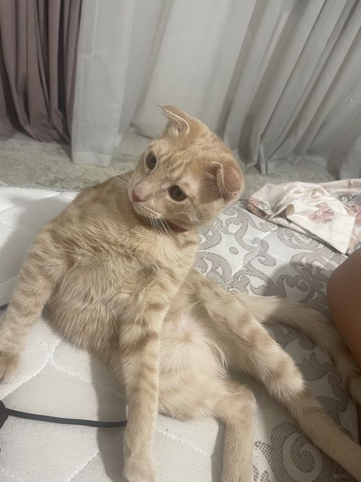 отдам котенка в добрые руки