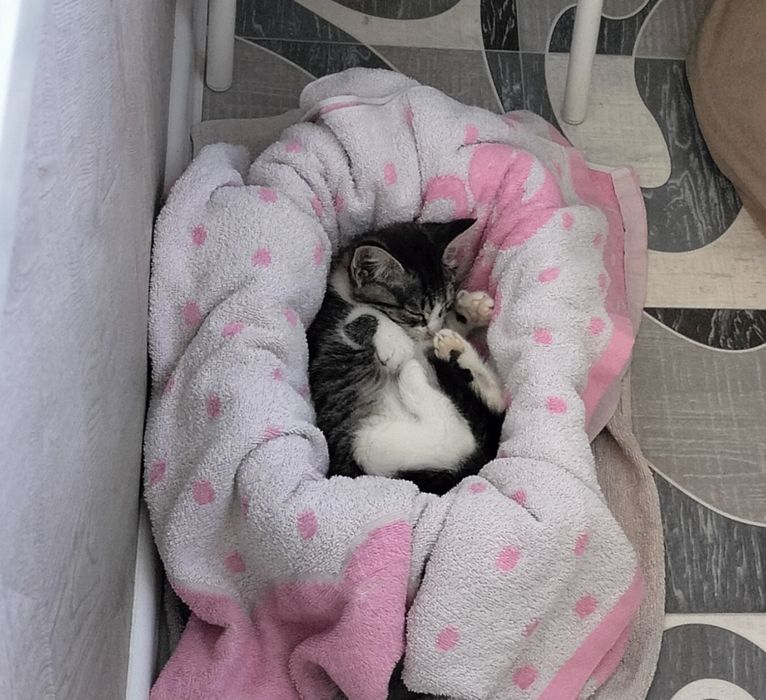 Отдам котёнка в хорошие руки