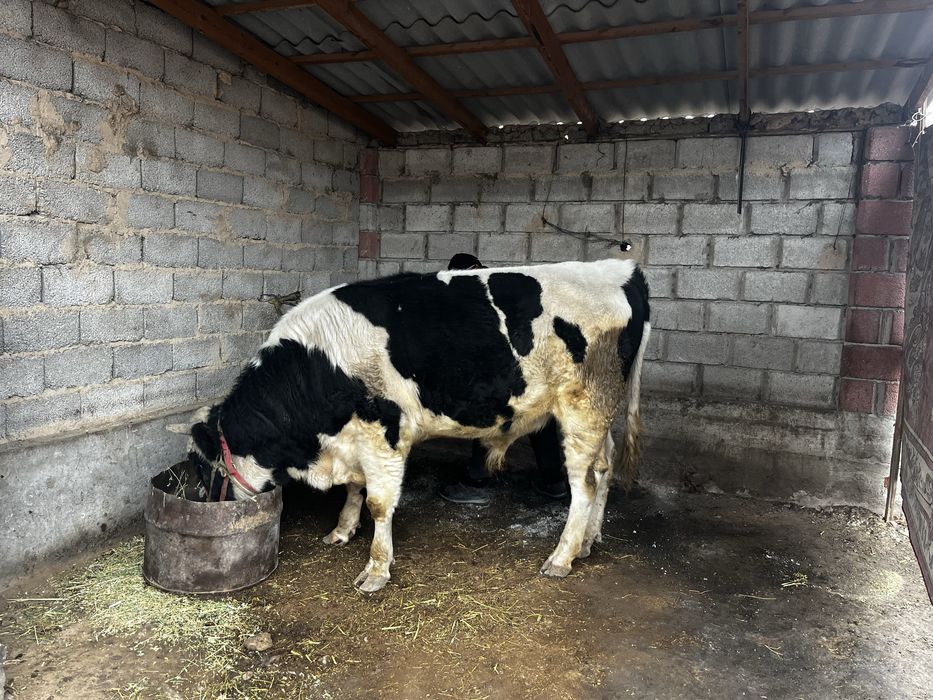 Өгіз бука бұқа огиз