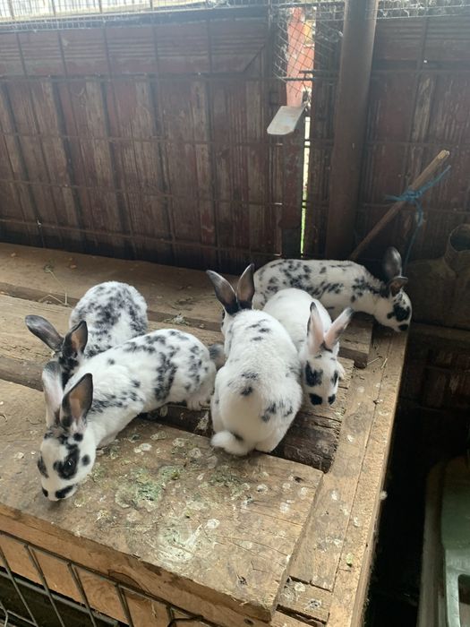 Iepurasi Hycole Francez / Rex Dalmatian