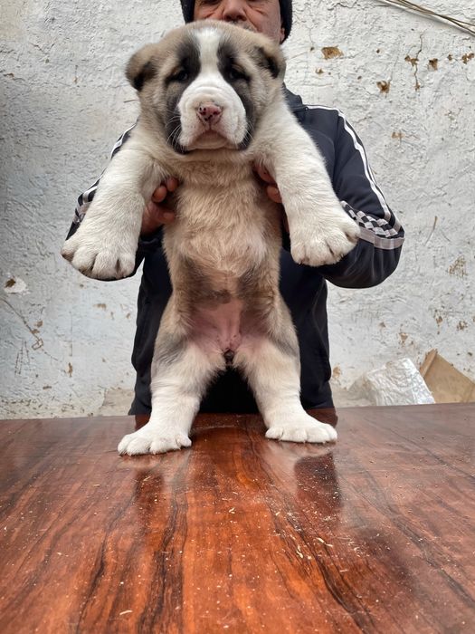 Щенок Алабая (супер гигант ) девочка