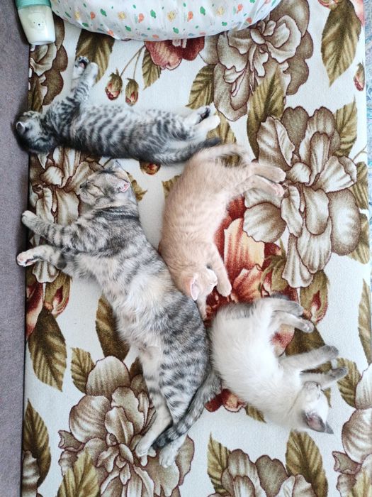 Продам британского котенка.