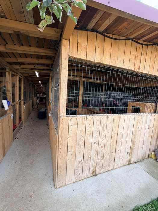 Vand pui Australorp Alb