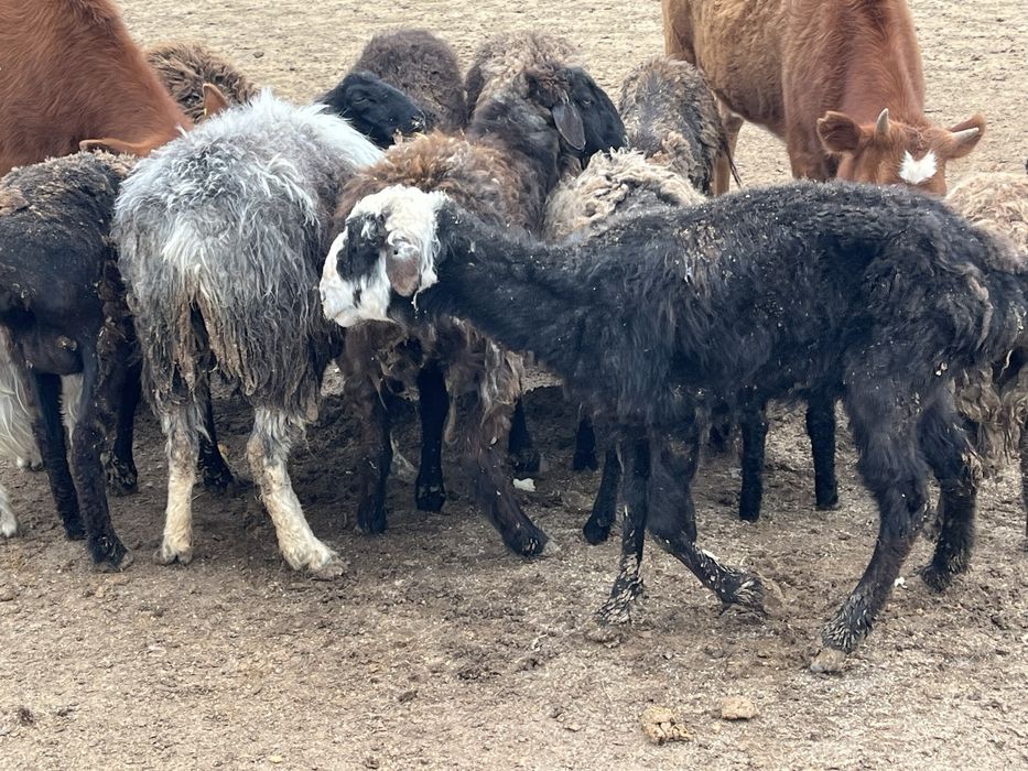 Кой козылы койлар сатылады