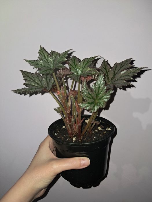 Редкая бегония !