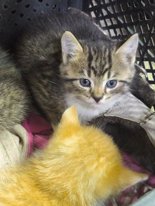 Отдам котят в добрые руки