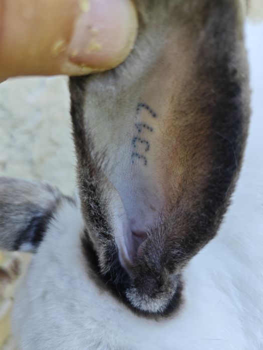 Калифорнийски зайци и други