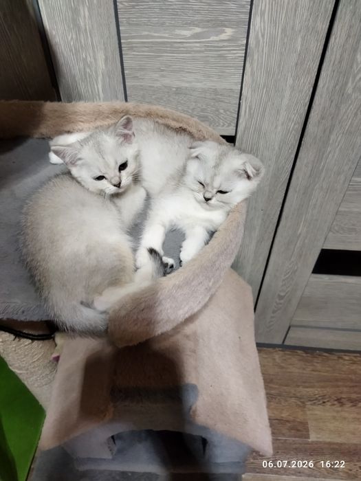 Продажа шотланских котят