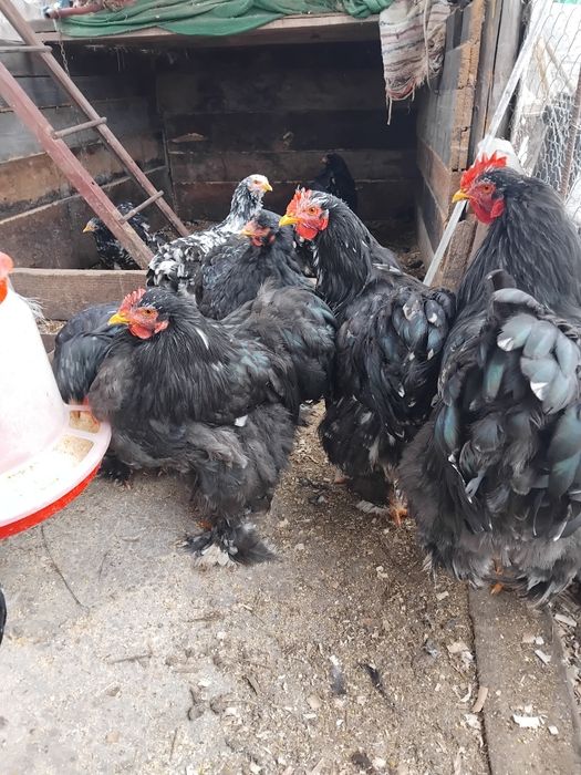 Gaini si pui Cochinchina urias negru bobat