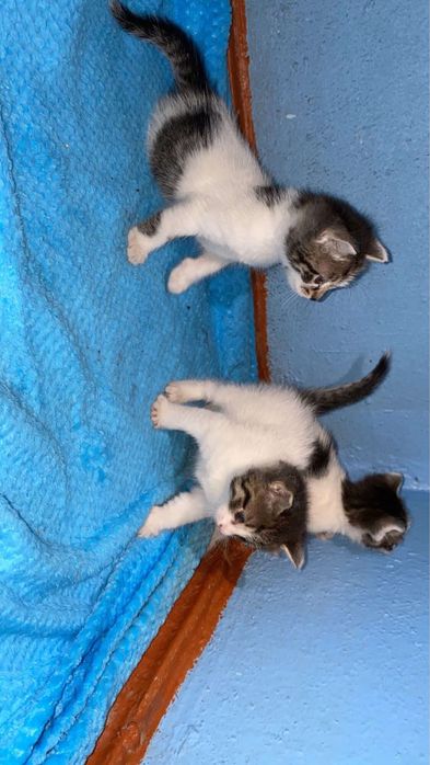 Котята мальчики