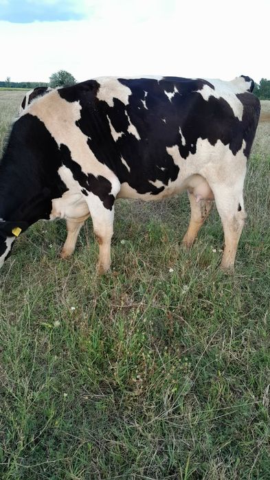 Vând 2 Vaci bune de lapte 8000 de lei Bucata