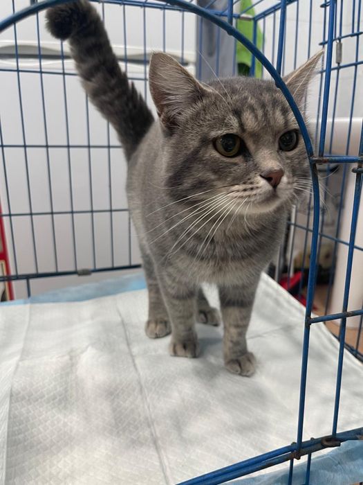 Кота отдам в добрые руки