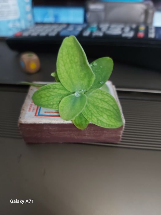 Продам креветок аквариумных