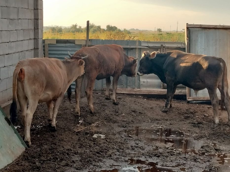 Продам карову,бычков