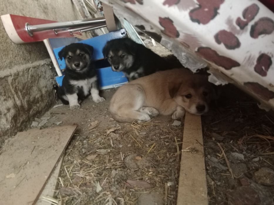 Шенки в добрые руки