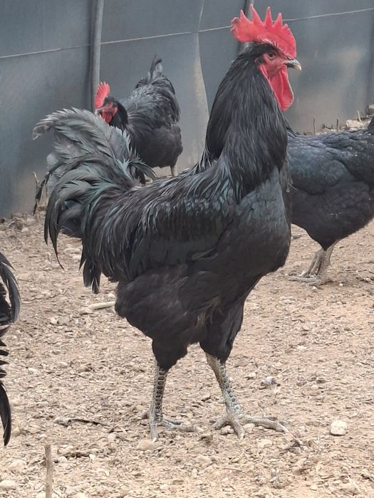 Кора шахзода хуроз. Эски зот.