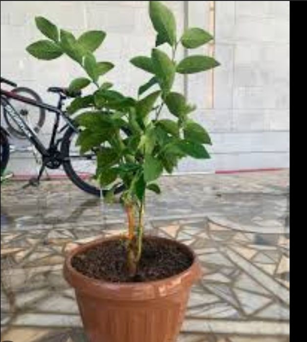 Limon kochat sotiladi