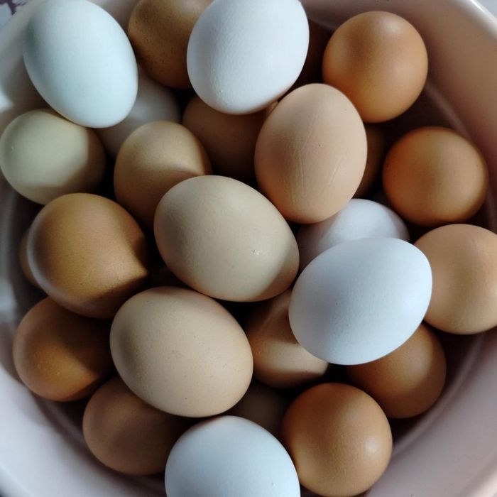 Домашние куриные яйца