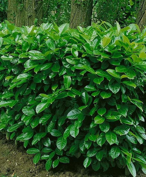 Laur Englezesc (Gard Viu )