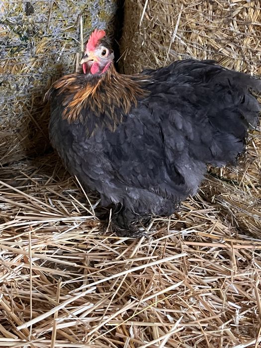 Две петлета мини кохин