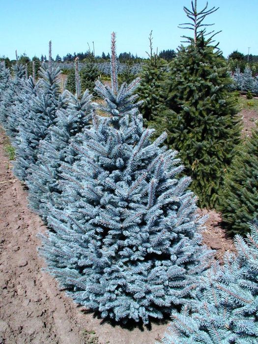 Сосна саженцы газон