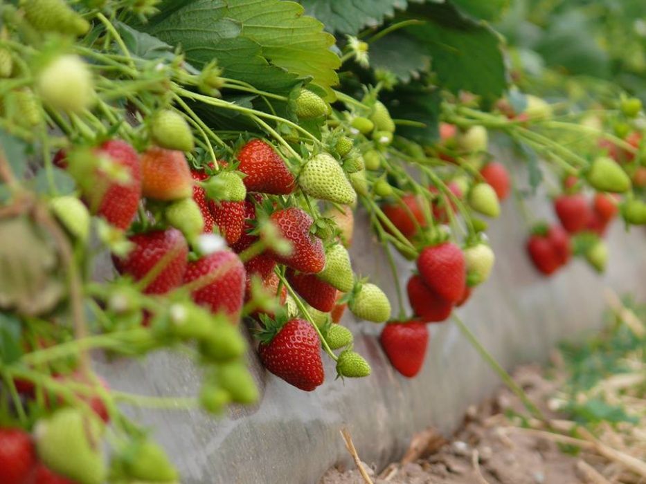 Stoloni capsuni regina fragi mur zmeur agris smochin tayberry albizia