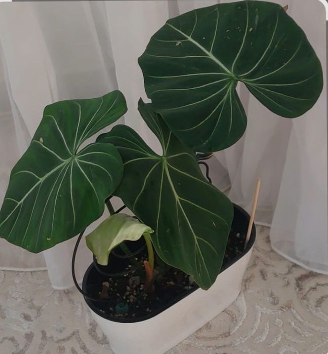 Домашние комнатные цветы