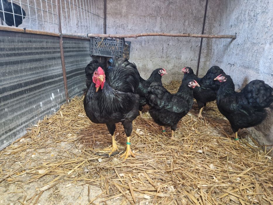 Wyandotte pitic negru