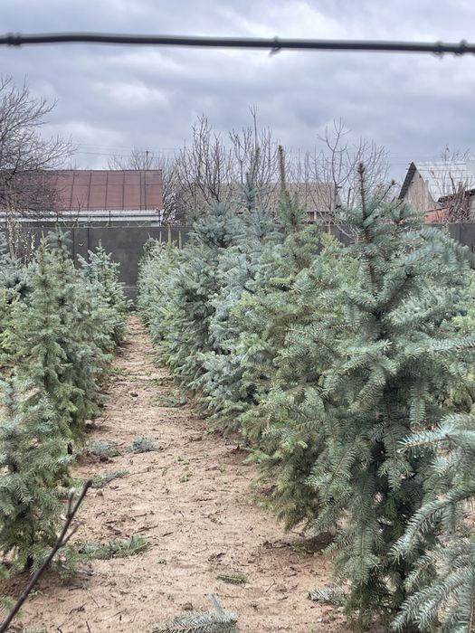 Голубая ель Archa goluboy moviy pitomnikdan 0.5 metrdan 6 metrgacha