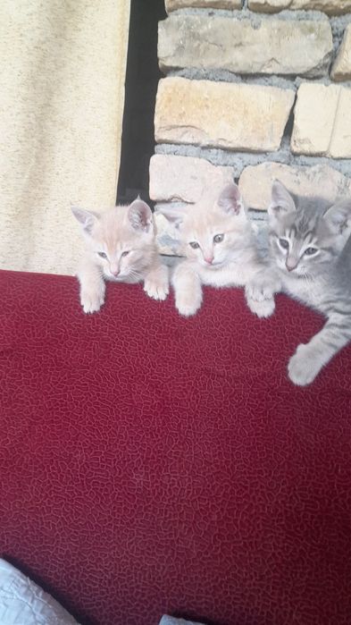 Отдам в хорошие руки