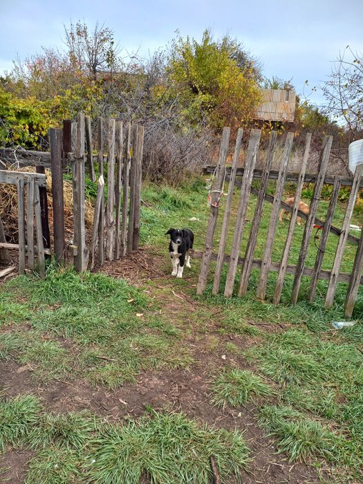 Щеночки в добрые руки