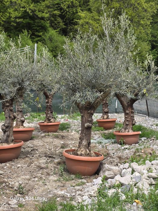 Măslini la cele mai bune prețuri