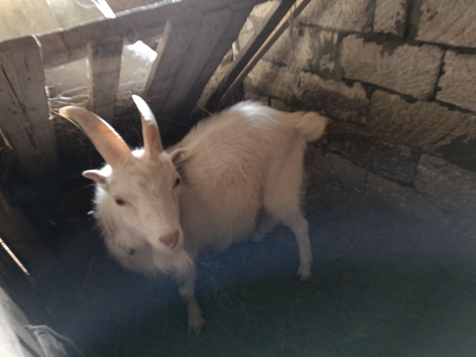 Жас теке сатылады